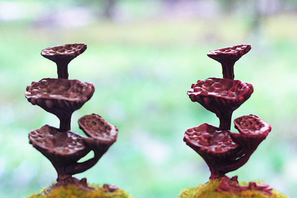  plante carnivor  